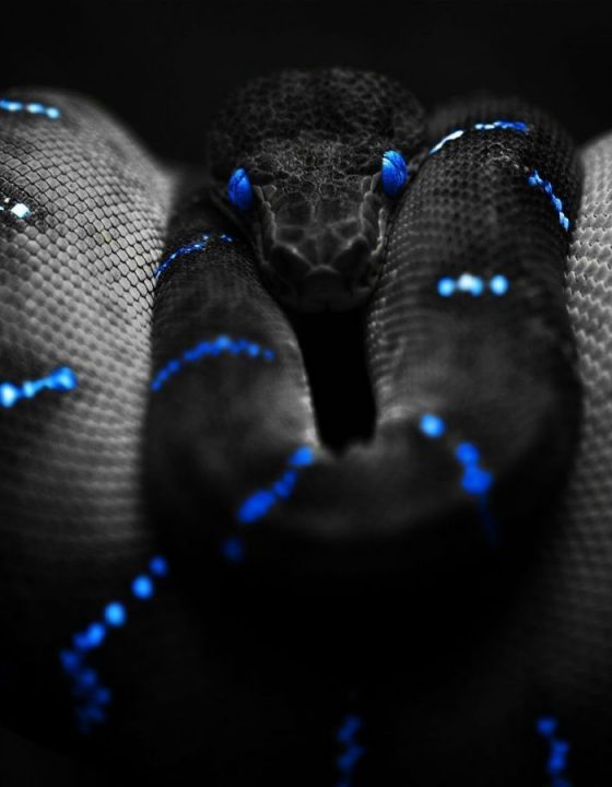 SLYTHERIN-death-eater-role-play-18342185-1440-900
